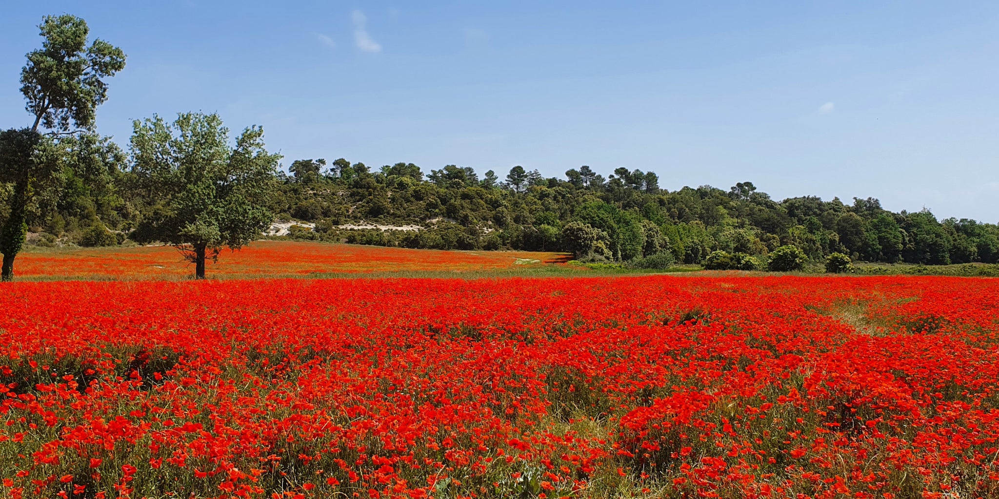 Champ de fleurs
