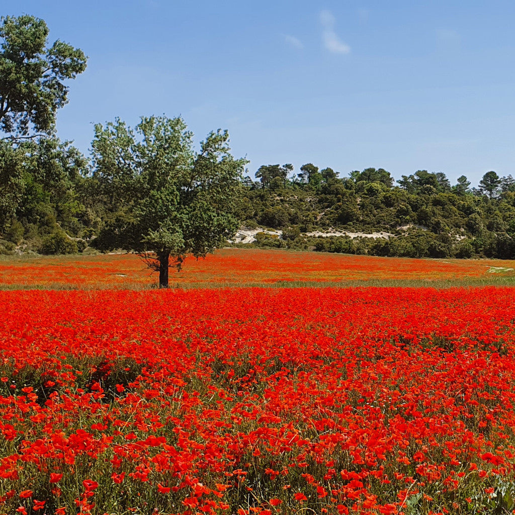 Champ de fleurs